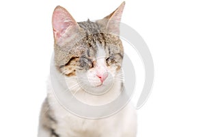 Mixed breed blind cat on white
