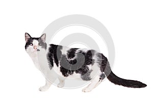 Mixed breed blind cat on white