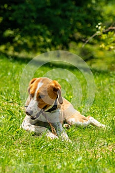 Mixed breed brown dog munching toy stick in the forest