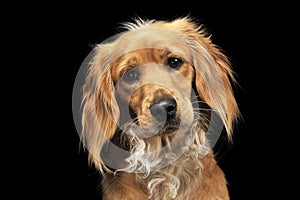 Mixed breed brown funny dog in a dark studio