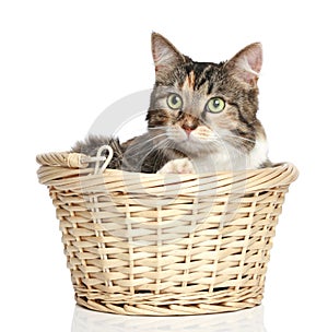 Mixed-breed cat in basket