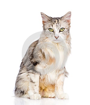 Mixed breed cat looking at camera. isolated on white background