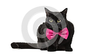 Mixed-breed cat in pink bow tie against white background