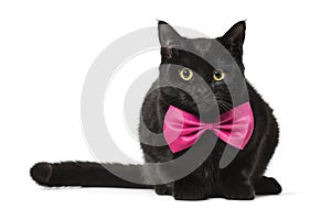 Mixed-breed cat in pink bow tie against white background