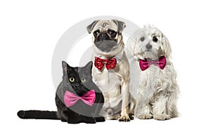 Mixed-breed cat, Pug in red bow tie sitting, Maltese dog