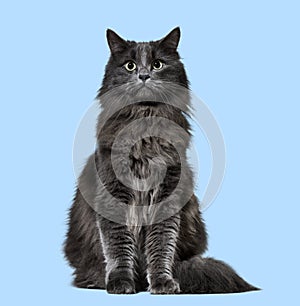 Mixed-breed cat whit a main coon (1 year old), on blue backgrou