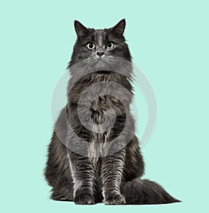 Mixed-breed cat whit a main coon (1 year old), on green backgro