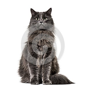 Mixed-breed cat whit a main coon (1 year old), isolated on whit