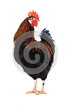 Mixed breed cock isolated on white background