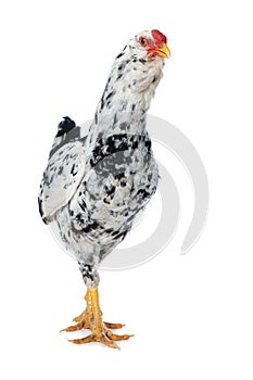 Mixed breed cock on white background