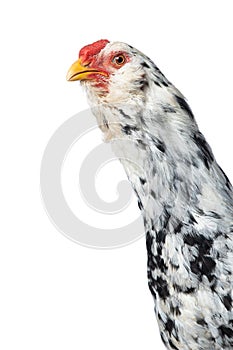 Mixed breed cock on white background
