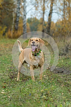 Mixed breed cute foxy dog stands aware in the forest in autumn