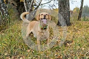 Mixed breed cute foxy dog stands aware in the forest in autumn