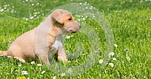 Mixed-breed cute little puppy on grass.