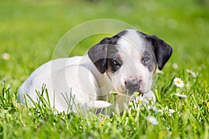 Mixed-breed cute little puppy on grass.