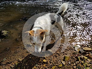 Mixed breed dog