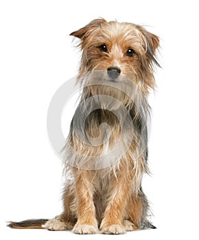 Mixed-breed dog, 12 months old, sitting