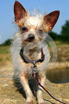 Mixed Breed Dog