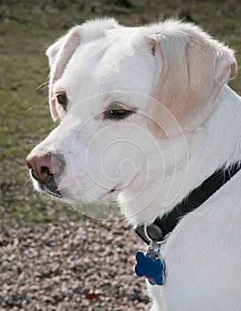 Mixed Breed Dog