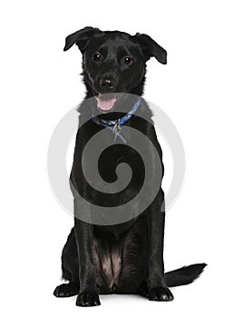 Mixed-breed dog, 2 years old, sitting