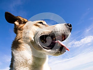 Mixed breed dog 28 close-up