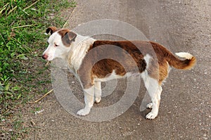 Mixed-Breed Dog