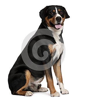 Mixed-breed dog, 5 years old, sitting