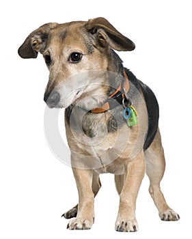 Mixed-breed dog, 7 years old, standing