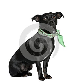 Mixed breed dog against white background