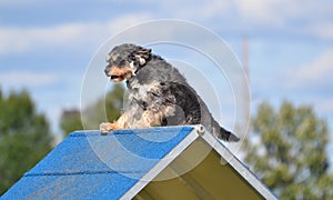 Mixed-Breed Dog at Agility Trial