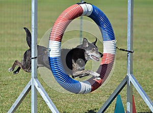 Mixed-Breed Dog at Agility Trial
