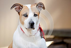 Mixed Breed Dog at Attention