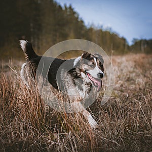 Mixed breed dog in the autumn field