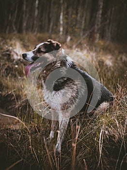 Mixed breed dog in the autumn field