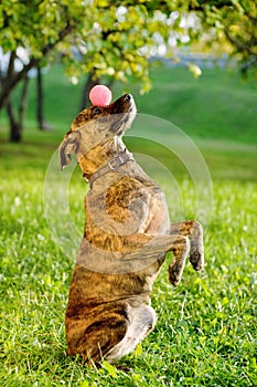 Mixed breed dog balancing ball on nose