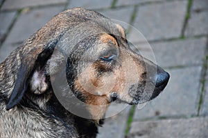 Mixed breed  dog , basset and dachshund