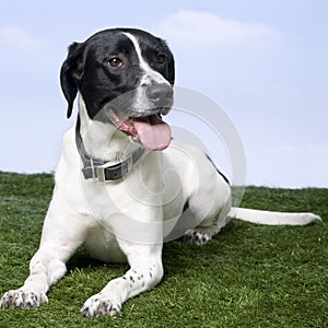 Mixed-Breed Dog between a beagle and a labrador