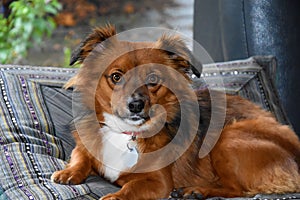 Mixed breed  dog with big astonished eyes