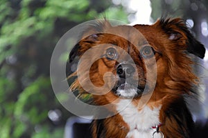 Mixed breed  dog with big astonished eyes