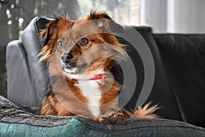 Mixed breed  dog with big astonished eyes