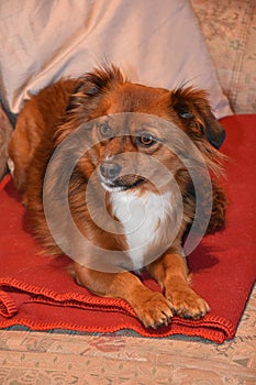 Mixed breed dog with big astonished eyes