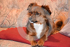 Mixed breed dog with big astonished eyes