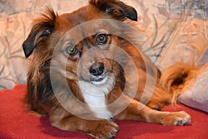 Mixed breed dog with big astonished eyes