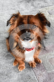 Mixed breed  dog with big astonished eyes