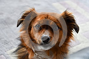 Mixed breed  dog with big astonished eyes