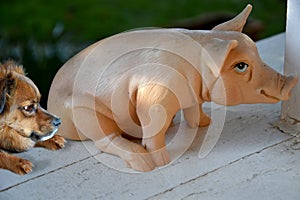 Mixed breed  dog with big astonished eyes watches a plastic pig