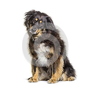 Mixed breed dog between a border collie and a german shepherd, isolated on white