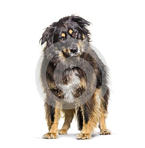 Mixed breed dog between a border collie and a german shepherd, isolated on white