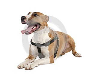 Mixed-Breed Dog between a bull terrier and a boxer