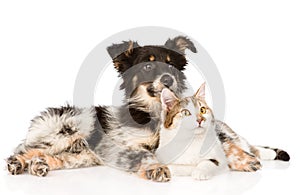 Mixed breed dog and cat looking away. isolated on white